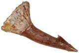 Fossil Sawfish (Onchopristis) Rostral Barb - Morocco #322857-1